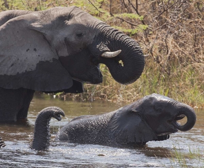Picture of NAMIBIA, CAPRIVI, MUDUMU NP ELEPHANTS BATHING