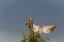 Picture of AZ, BUCKEYE GILDED FLICKER ON CHOLLA SKELETON