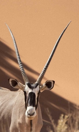 Picture of NAMIBIA, SOSSUSVLEI, NAMIB-NAUKLUFT PARK ORYX