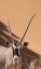 Picture of NAMIBIA, SOSSUSVLEI, NAMIB-NAUKLUFT PARK ORYX