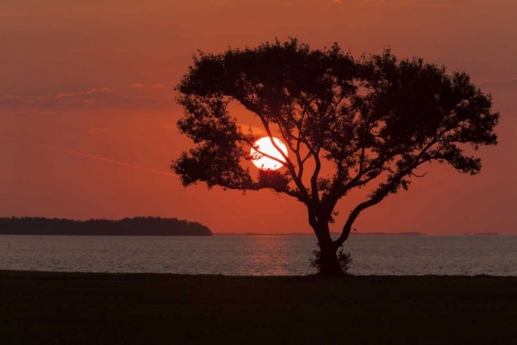 Picture of FL, EVERGLADES NP, TREE SILHOUETTED AT SUNRISE