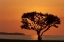 Picture of FL, EVERGLADES NP, TREE SILHOUETTED AT SUNRISE