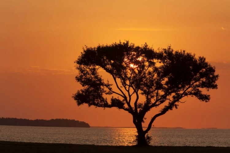 Picture of FL, EVERGLADES NP, TREE SILHOUETTED AT SUNRISE