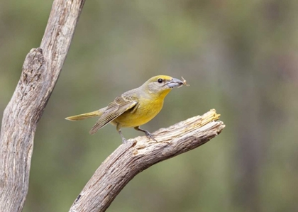 Picture of AZ, SANTA RITA MTS HEPATIC TANAGER EATING BEE