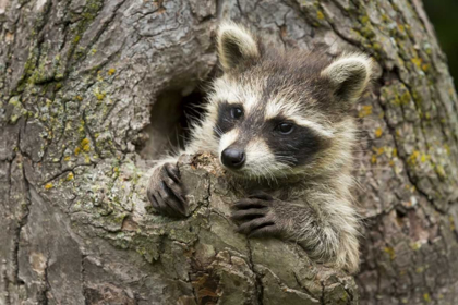 Picture of MINNESOTA, SANDSTONE RACCOON IN A HOLLOW TREE