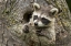 Picture of MINNESOTA, SANDSTONE RACCOON IN A HOLLOW TREE
