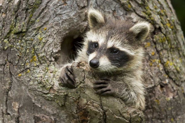 Picture of MINNESOTA, SANDSTONE RACCOON IN A HOLLOW TREE