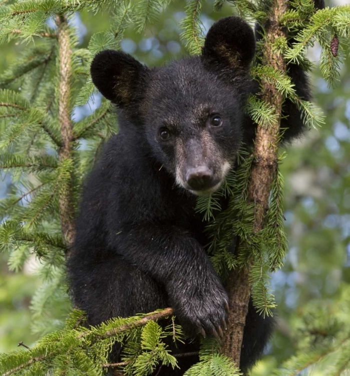 Picture of MINNESOTA, SANDSTONE BLACK BEAR CUB IN A TREE