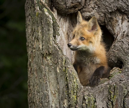 Picture of MINNESOTA, SANDSTONE RED FOX IN A HOLLOW TREE