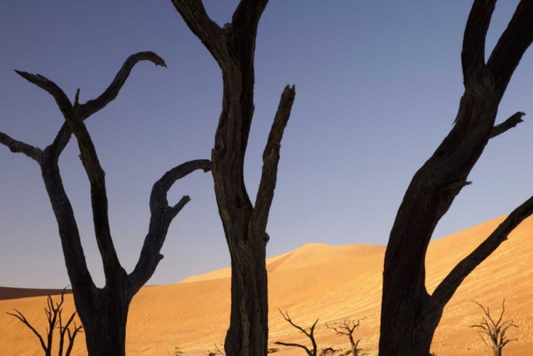 Picture of TREE AND DUNES, DEAD VLEI, SOSSUSVLEI, NAMIBIA