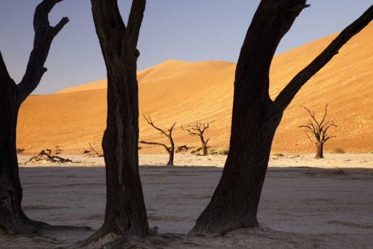 Picture of TREE AND DUNES, DEAD VLEI, SOSSUSVLEI, NAMIBIA