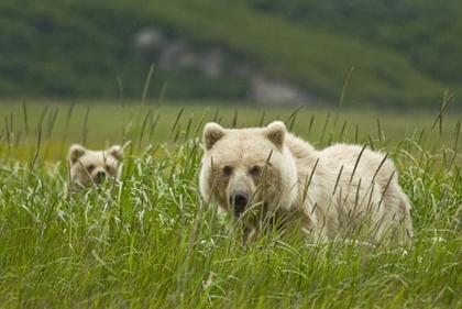 Picture of AK, LAKE CLARK NP BLONDE GRIZZLY BEAR AND CUB