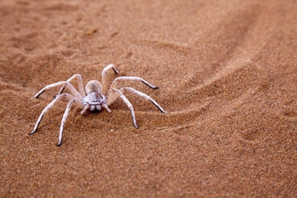 Picture of NAMIBIA, SOSSUSVLEI DANCING WHITE LADY SPIDER