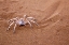 Picture of NAMIBIA, SOSSUSVLEI DANCING WHITE LADY SPIDER