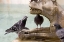 Picture of ITALY, SIENNA PIGEON GETS WET FROM A FOUNTAIN