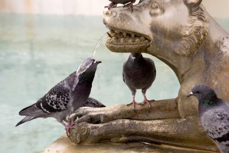 Picture of ITALY, SIENNA PIGEON GETS WET FROM A FOUNTAIN