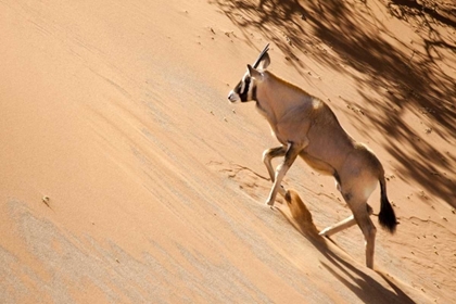 Picture of NAMIBIA, SOSSUSVLEI ORYX CLIMBING A SAND DUNE