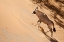 Picture of NAMIBIA, SOSSUSVLEI ORYX CLIMBING A SAND DUNE