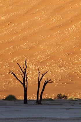 Picture of NAMIBIA, SOSSUSVLEI DEAD TREES WITH SAND DUNE