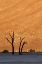 Picture of NAMIBIA, SOSSUSVLEI DEAD TREES WITH SAND DUNE