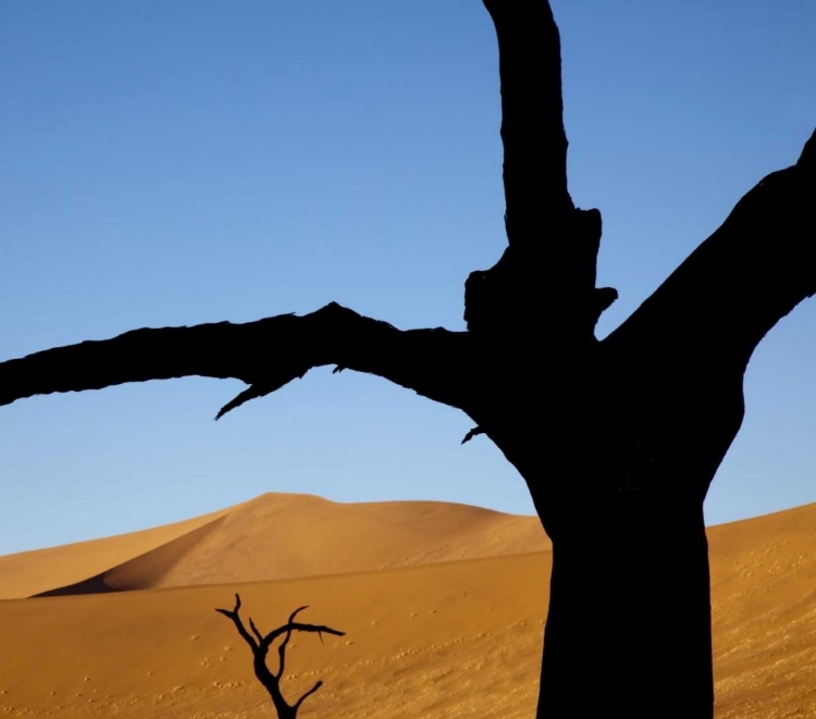 Picture of NAMIBIA, SOSSUSVLEI DEAD TREES WITH SAND DUNE