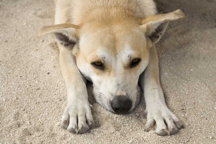 Picture of FRENCH POLYNESIA, BORA BORA A STRAY DOG RESTS