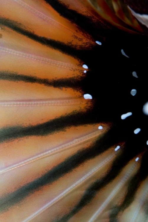 Picture of INDONESIA, SULAWESI ISL, LEMBEH STRAITS LIONFISH