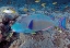 Picture of SOLOMON IS, MERI ISLAND ADULT BICOLOR PARROTFISH