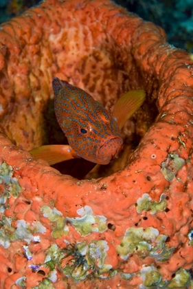 Picture of INDONESIA, RAJA AMPAT CORAL TROUT HIDES IN CORAL