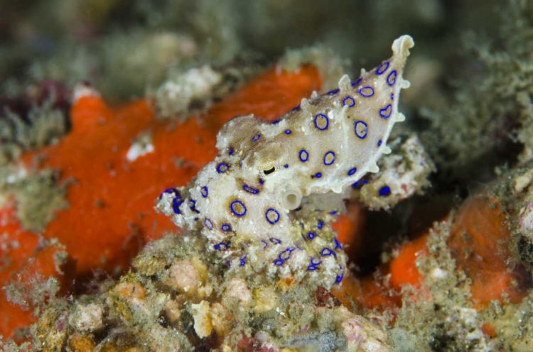 Picture of INDONESIA, PAPUA, RAJA AMPAT BLUE-RINGED OCTOPUS