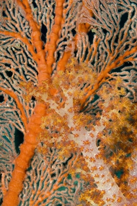 Picture of INDONESIA, PAPUA ORANGE SEA FAN UNDER TREE CORAL