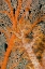 Picture of INDONESIA, PAPUA ORANGE SEA FAN UNDER TREE CORAL