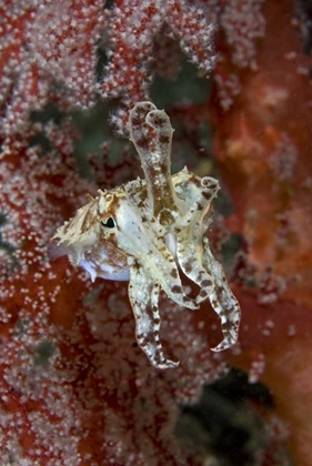 Picture of INDONESIA, NEW GUINEA ISL CUTTLEFISH AMID CORALS