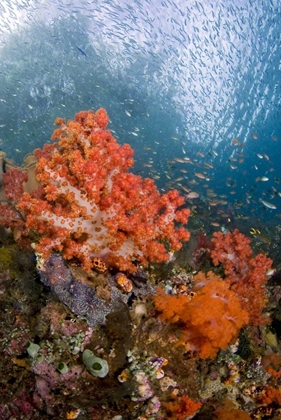 Picture of FISH SWIMS BY CORAL, TRITON BAY, PAPUA, INDONESIA