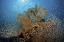 Picture of SWEEPER FISH SCHOOL AND SEA FAN, PAPUA, INDONESIA