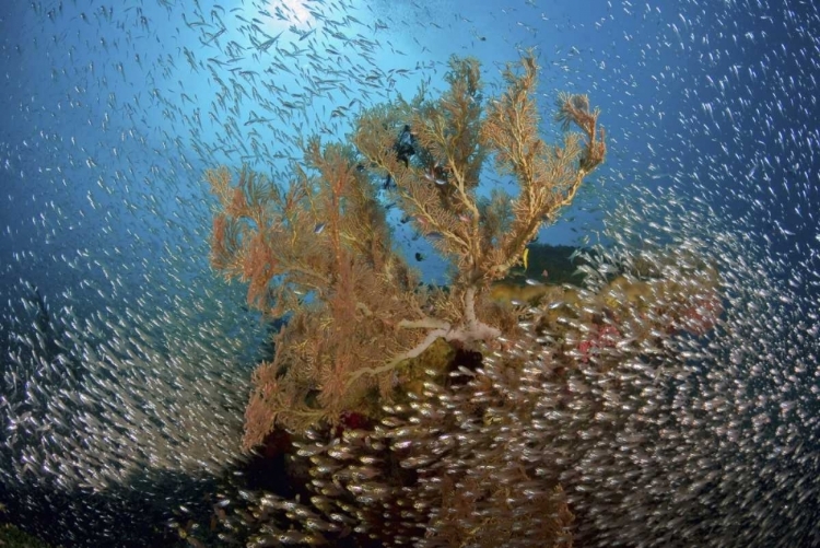 Picture of SWEEPER FISH SCHOOL AND SEA FAN, PAPUA, INDONESIA