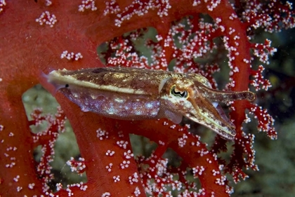 Picture of CUTTLEFISH AMID CORALS, NEW GUINEA ISL, INDONESIA