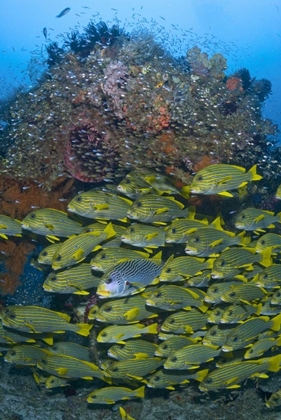 Picture of RIBBONED SWEETLIPS SWIMMING PAST CORAL, INDONESIA