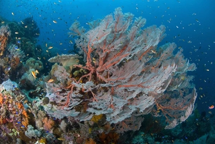 Picture of INDONESIA, PAPUA REEF WITH LARGE SEAFAN AND FISH