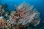 Picture of INDONESIA, PAPUA REEF WITH LARGE SEAFAN AND FISH