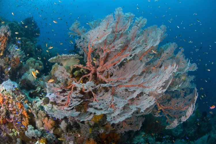 Picture of INDONESIA, PAPUA REEF WITH LARGE SEAFAN AND FISH