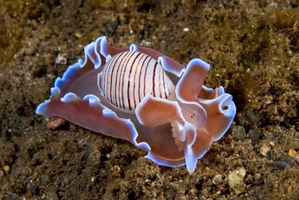 Picture of INDONESIA, PANTAR ISL NOCTURNAL MOLLUSK IN OCEAN