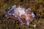 Picture of INDONESIA, PANTAR ISL NOCTURNAL MOLLUSK IN OCEAN
