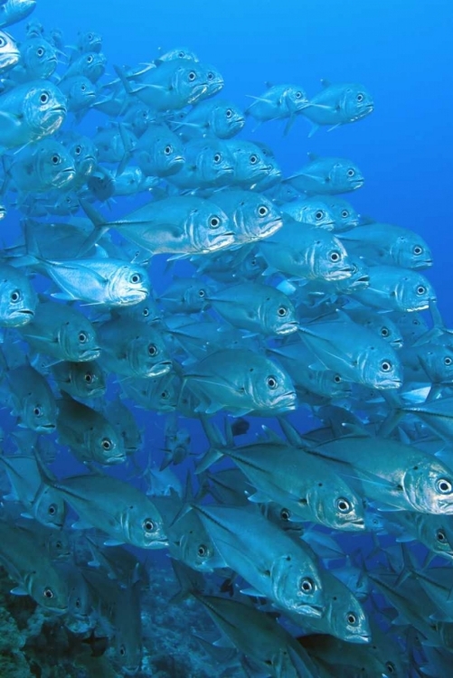 Picture of SOLOMON ISLANDS, MERI ISLAND GIANT TREVALLY FISH