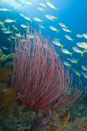 Picture of INDONESIA YELLOWTAIL FUSILIER AND SEA WHIP CORAL