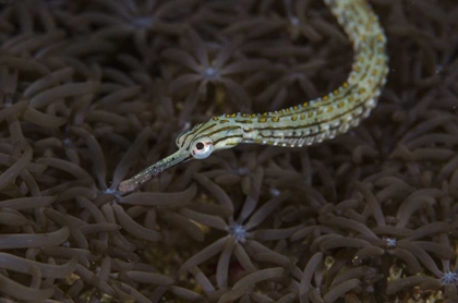 Picture of INDONESIA, SULAWESI, PIPEFISH SWIMMING OVER CORAL