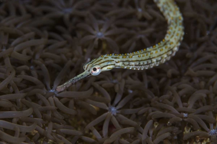 Picture of INDONESIA, SULAWESI, PIPEFISH SWIMMING OVER CORAL