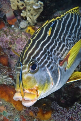 Picture of INDONESIA, PAPUA A CLEANER FISH AT SWEETLIP FISH