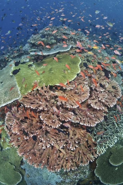 Picture of INDONESIA, KOMODO NP, TATAWA KECIL FISH SWIMMING