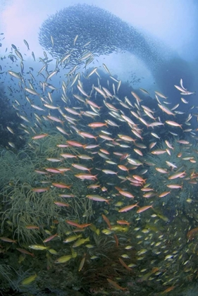 Picture of SCHOOLING FISH OVER BLACK CORAL, PAPUA, INDONESIA
